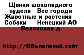 Щенки шоколадного пуделя - Все города Животные и растения » Собаки   . Ненецкий АО,Волоковая д.